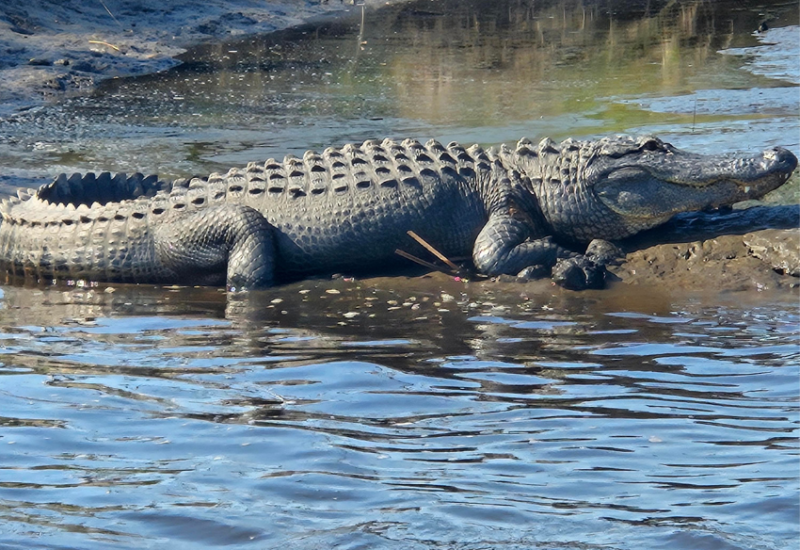 Wildlife 3