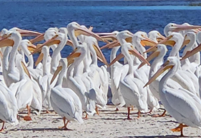 Wildlife 8